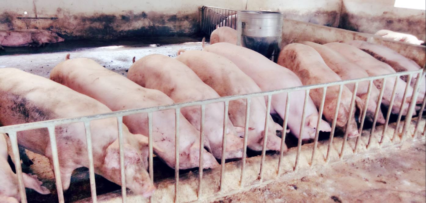 Tư Vấn Quản Lý